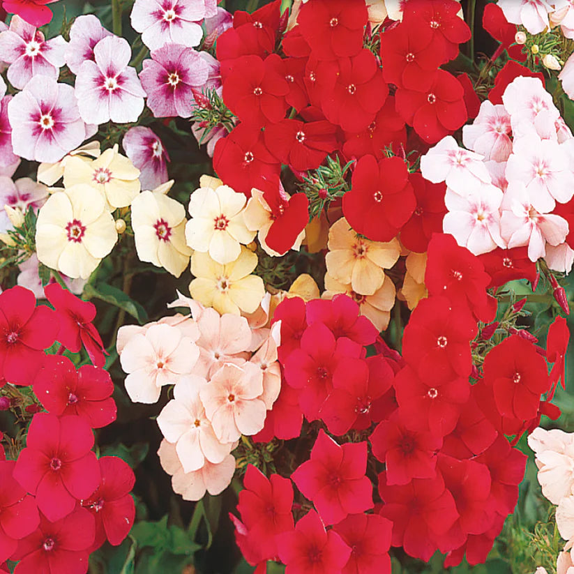 Phlox mix 'Dwarf Beauty'