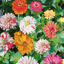 'Candy Cane' Zinnia Mix
