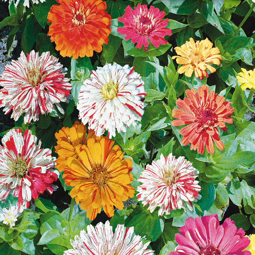 'Candy Cane' Zinnia Mix