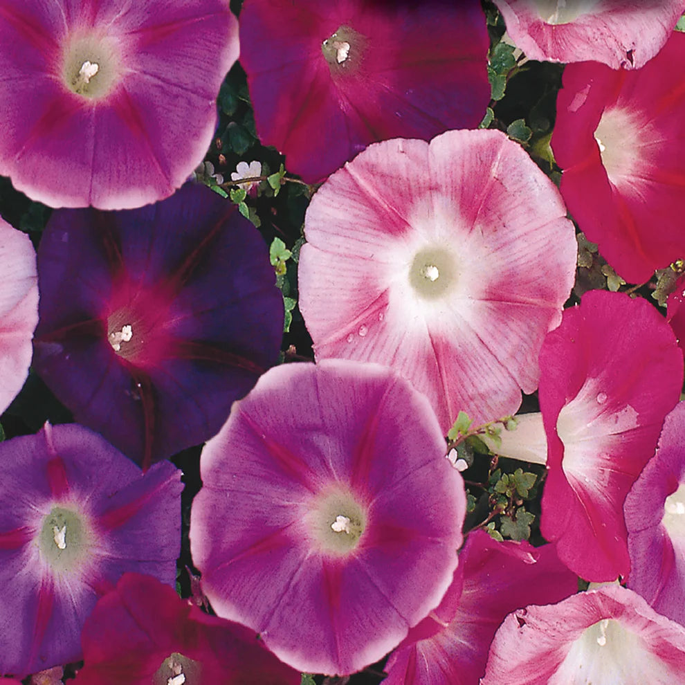 Morning Glory Mix