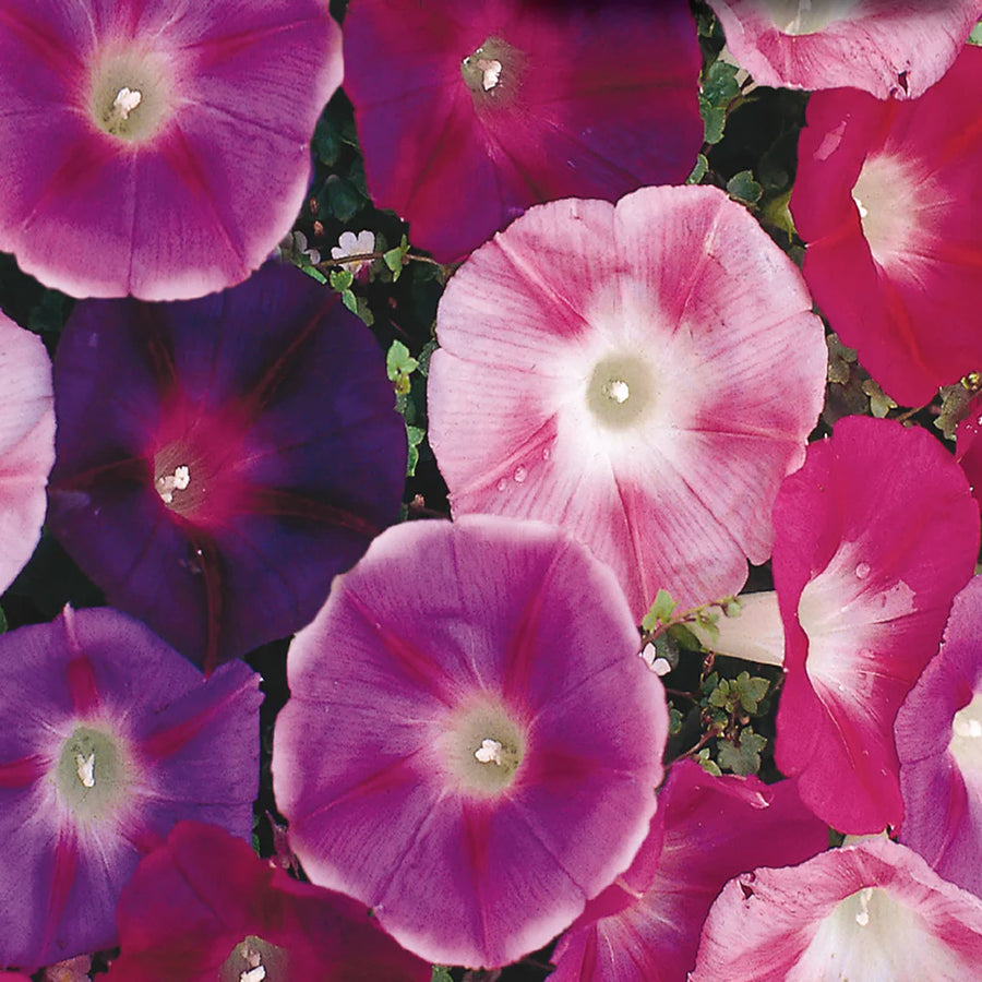 Morning Glory Mix