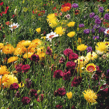 Wildflower Mix 'All Purpose'