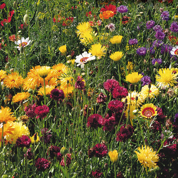 Mélange de fleurs sauvages 'Tout usage'