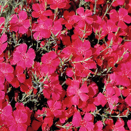 Dianthus 'Maiden Pink'