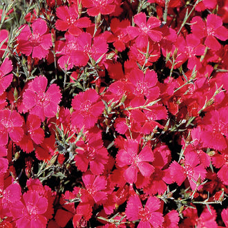 Dianthus 'Maiden Pink'