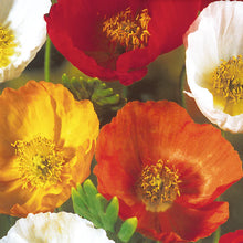 Icelandic Poppy Mix