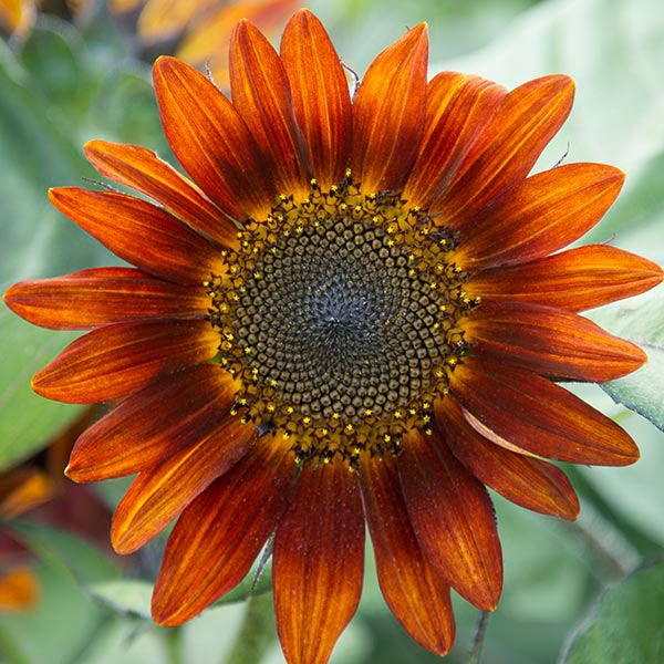Sunflower 'Medium Red' organic