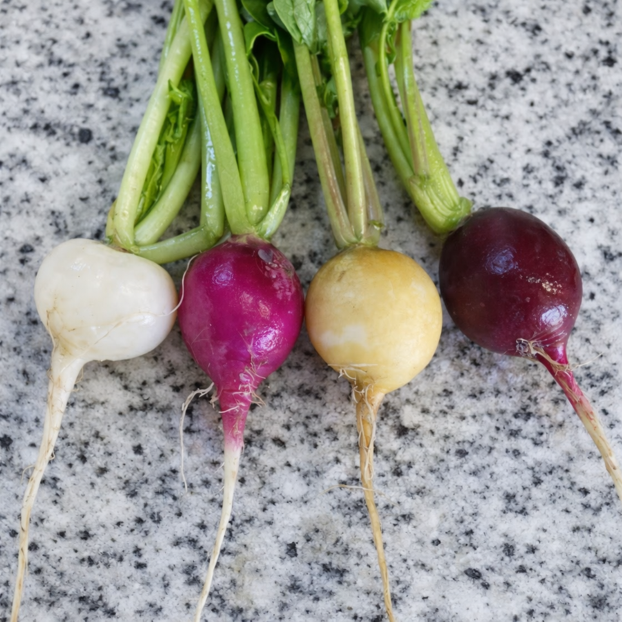 Radish Mix Tourne-Sol