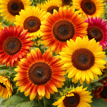 Mélange de tournesols bio