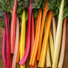 Organic 'Rainbow' Swiss chard mix