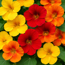 Nasturtium 'Bijou' mix