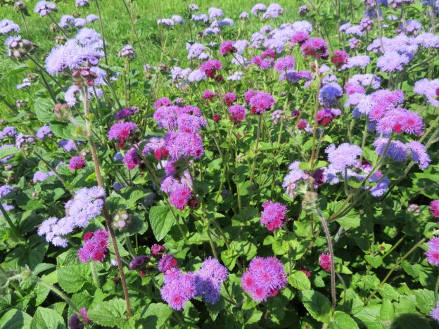 Mixed ageratum