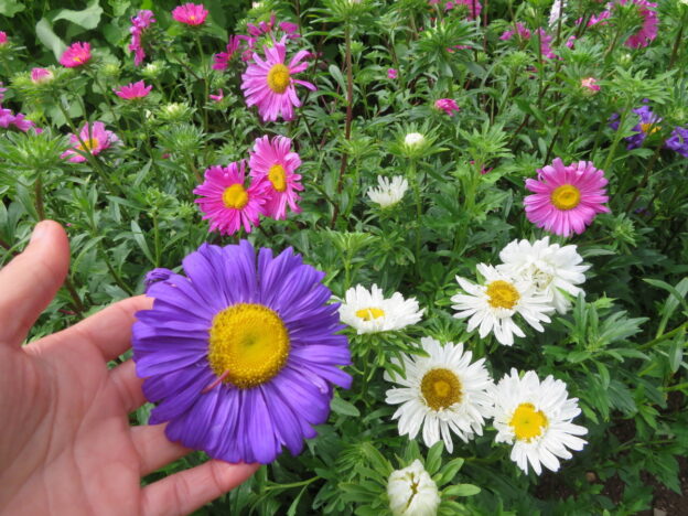 Mixture of Chinese asters