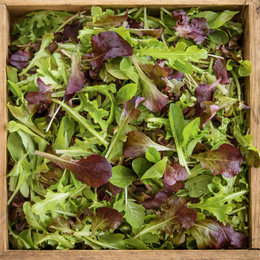 Organic mesclun lettuce mix