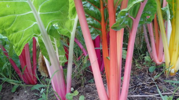 Swiss chard mix