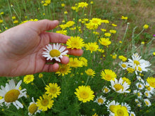 Chamomile and daisy mix