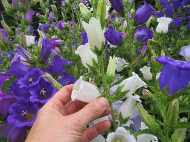 A mixture of bellflowers
