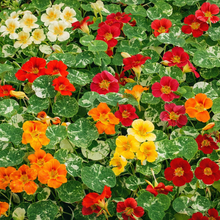Mélange de capucine 'Alaska'