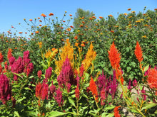 Celosia mix