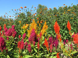 Celosia mix