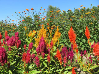 Celosia mix