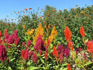 Mélange de célosies