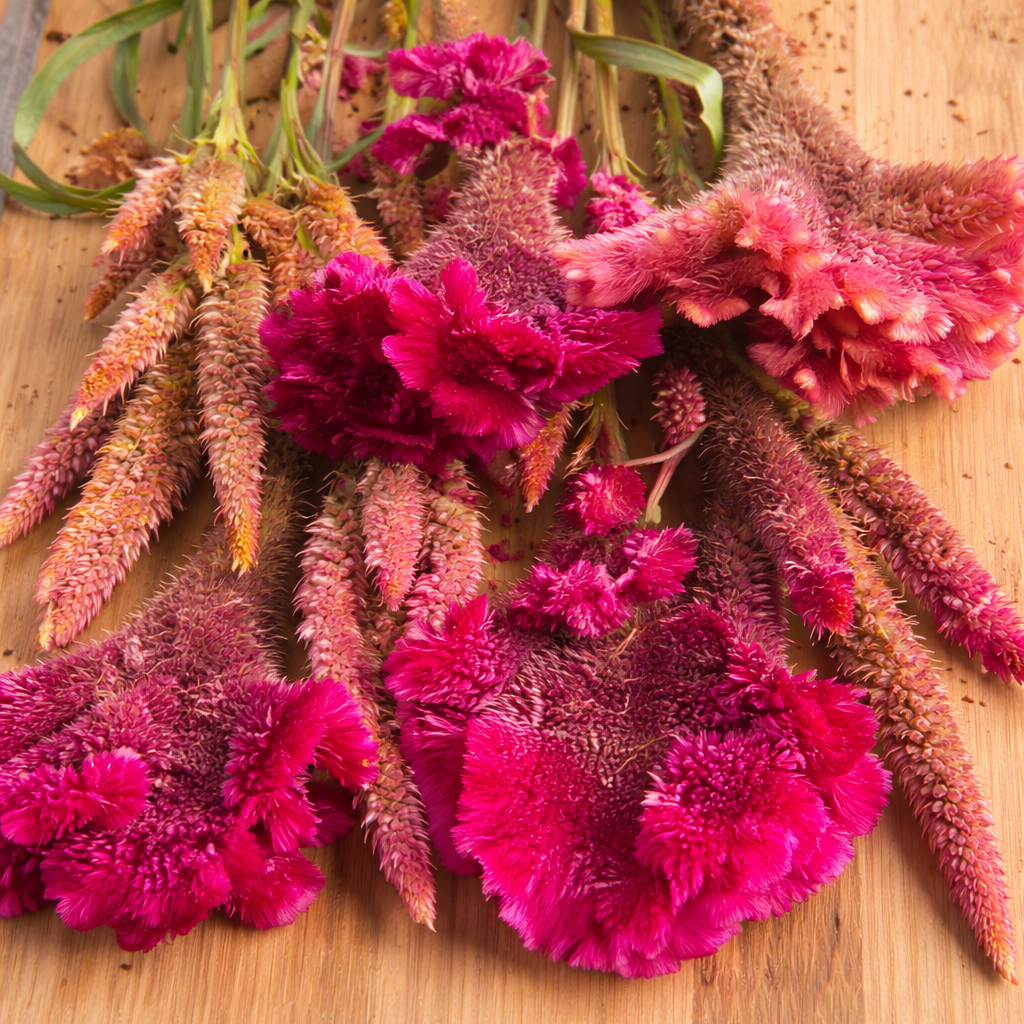 Mélange de célosies bio