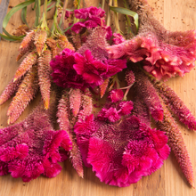 Mélange de célosies bio
