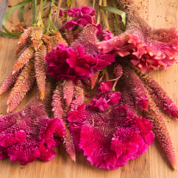 Mélange de célosies bio