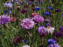 Centaurea mix