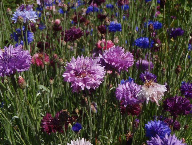 Centaurea mix