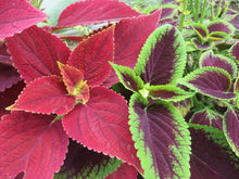 Coleus mix