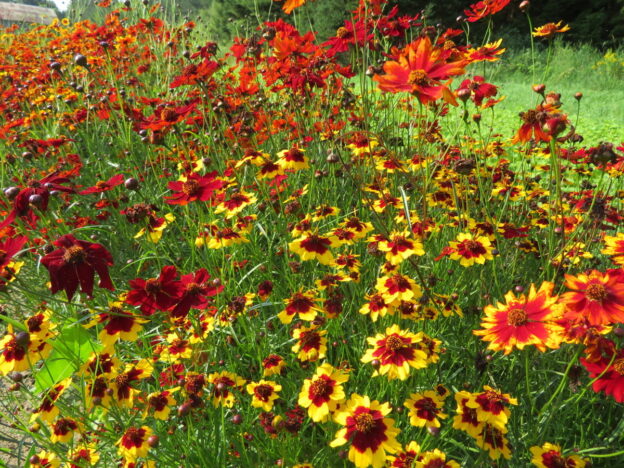 Dyer's coreopsis mix