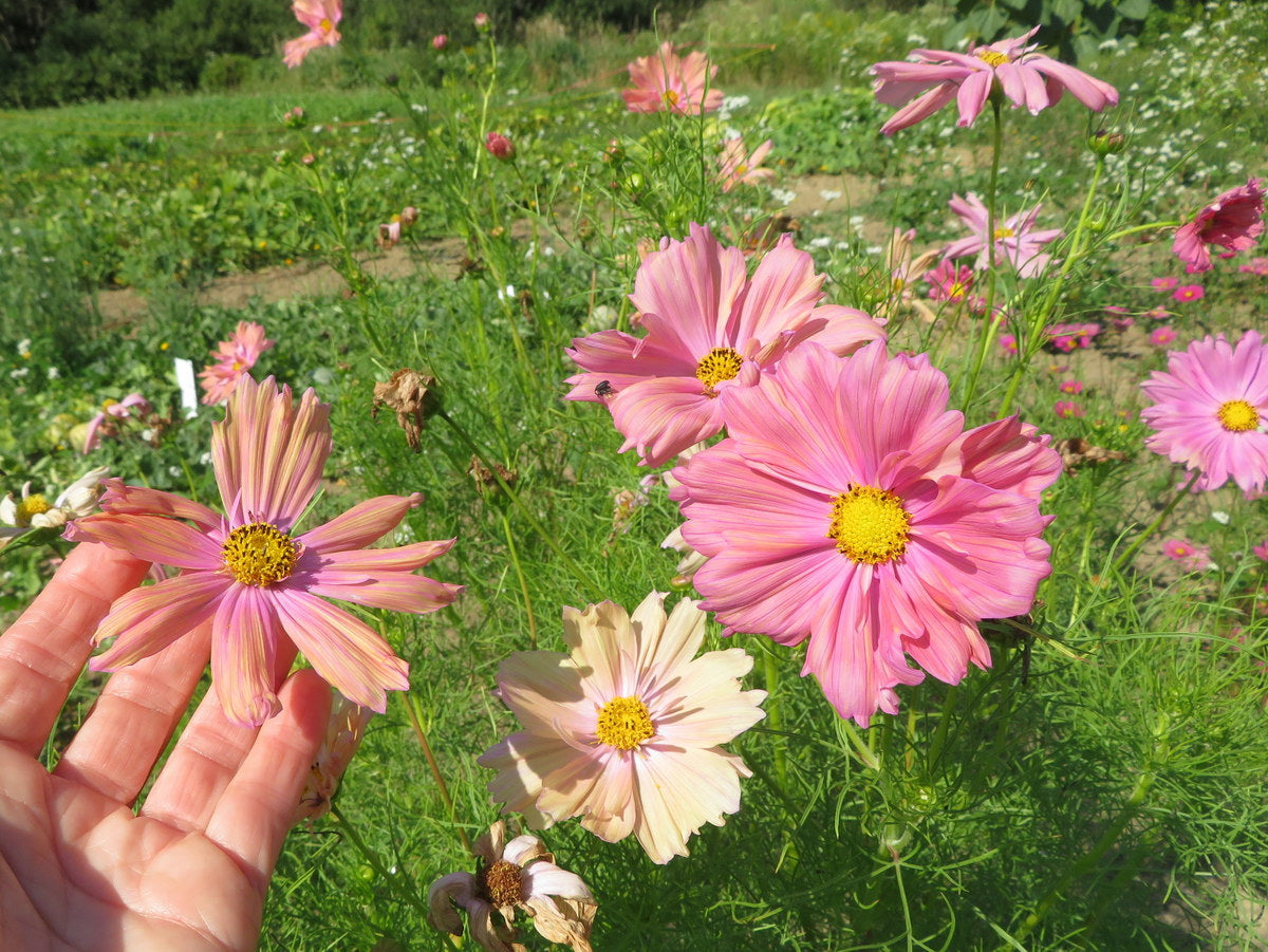 'Cotton Candy' Cosmos Mix