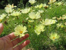 'Cotton Candy' Cosmos Mix