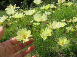 'Cotton Candy' Cosmos Mix