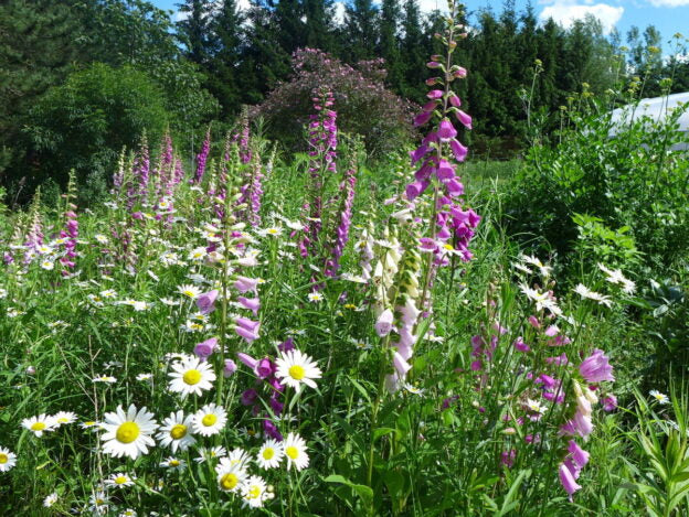 Perennial flower mix 2g