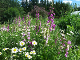Perennial flower mix 2g