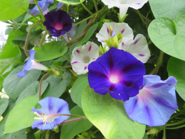 Morning glory blend WITHOUT ROSE