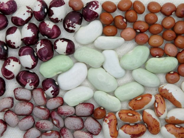 Shelling climbing bean mix