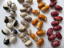 Mélange de haricots nain à écosser