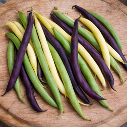 Mélange de haricots nains bio