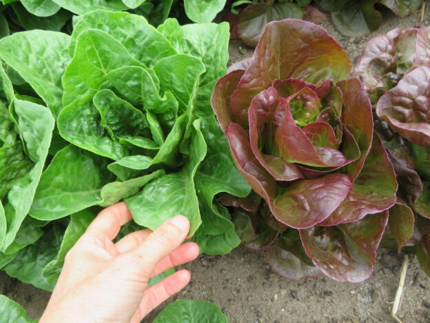 'Mini Romaine' Lettuce Mix