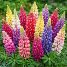 Mélange de lupin