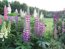 Ditch lupin mix