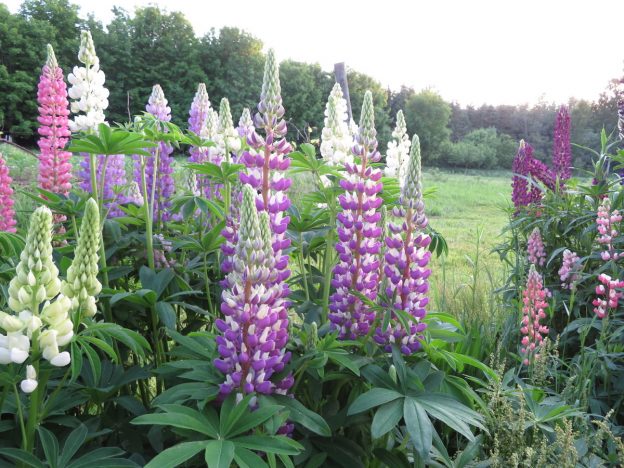Ditch lupin mix