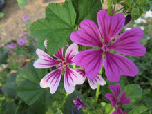 'Zebrina' mallow mix