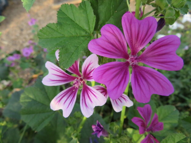 'Zebrina' mallow mix