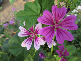 'Zebrina' mallow mix