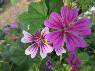 Mallow 'Zebrina' mix